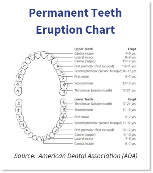 Permanent teeth eruption chart