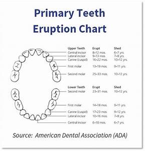 Baby Primary Teeth Eruption Chart